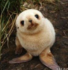 (= official mark) (on document) cachet m. Seal Pups That Will Make You Want To Rip Your Hair Out With Cuteness Cute Baby Animals Baby Animals Baby Sea Lion