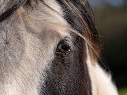 Strongid p paste (pyrantel pamoate). Treatment Protocol For Equine Protozoal Myelitis Epm Ivc Journal