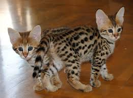 Savannah cat breed has savannah cats and kittens available for sale. F1 Savannah Cat For Sale