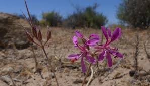 Image result for Peponium