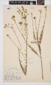 Image result for Hugonia platysepala