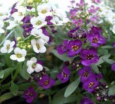 White, pink, orange, red, yellow, and purple. Small Purple And White Flowers Purple And White Flowers White Flowers Beautiful Flowers