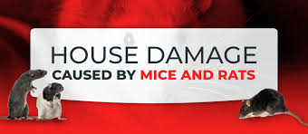 Homeowner's insurance policy and dishwasher water damage. House Damage Caused By Mice And Rats Pest Pros