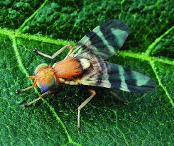 Image result for Rhagoletis completa