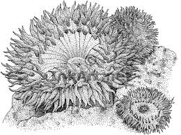 Black And White Sea Anemone Giant Green Sea Anemone Sea Anemone Anemone Green Sea