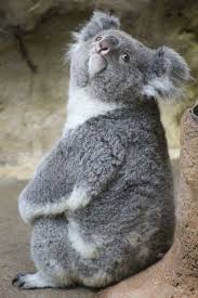 By Koalas Are Awesome Cute Animals Animals Beautiful Cute Baby Animals