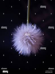 Image result for Emilia discifolia