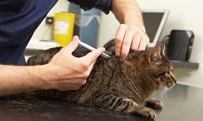 The price will vary depending on where you have it done. Essential Information For Microchipping A Cat And Its Cost My Tips And Tricks