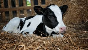 Dealing With Calf Diarrhea