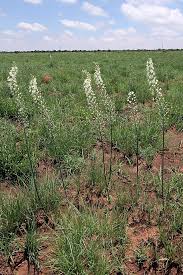 Image result for Eriospermum porphyrium