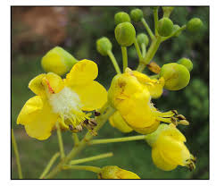 Image result for Caesalpinia sappan