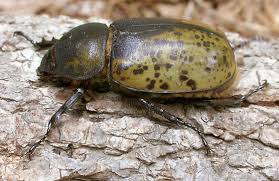 Maybe you would like to learn more about one of these? Eastern Hercules Beetle Female Dynastes Tityus Bugguide Net