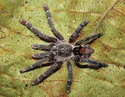 Ybyrapora diversipes is a species of spider in the family theraphosidae found in brazil.1. Ybyrapora Gamba Wikipedia