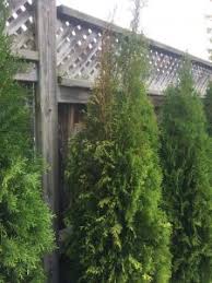 When fertilizing trees and shrubs, keep these two points in mind: Emerald Cedar Dying Or Sunburnt Toronto Master Gardeners