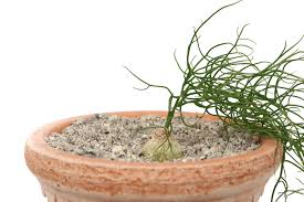 Image result for Bowiea volubilis