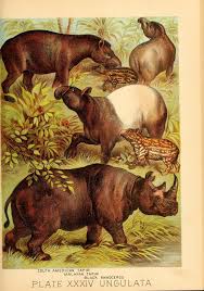Johnson 39 S Household Book Of Nature Containing Wildlife Art Animal Art Antique Prints