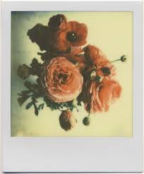 Search for flower in these categories. 13 Polaroids Flowers Florals Ideas Flowers Floral Polaroid Photography