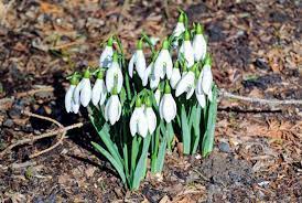 Spring Snowdrops The Martha Stewart Blog