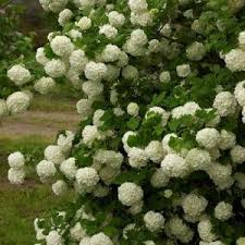 Viburnum Opulus Roseum 1 5m Mai A Juillet Taille En Octobre Viorne Obier Boule De Neige Arbustes A Fleurs