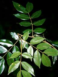 Image result for Copaifera
