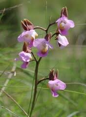 Image result for Eulophia cucullata