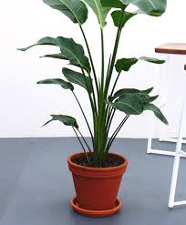 Here Are Our Favorite Places To Buy Plants Online Right Now Buy Plants Online Buy Plants Plants