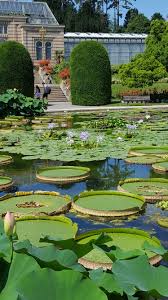 Wilhelma Juli 2016 Seerosenteich Leben In Deutschland Seerosenteich Stadt