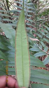 Image result for Marattiaceae