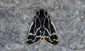 Image result for Entephria polata