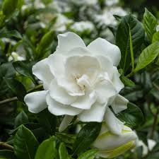 Image result for Gardenia subacaulis