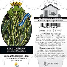 Image result for Uvaria laurentii