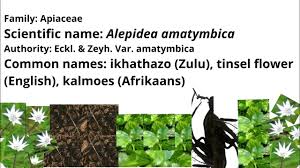 Image result for Alepidea