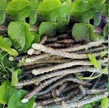 Image result for Tinospora