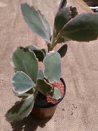 Cactumanias Cactus Y Suculentas Succulents In Containers Succulents Cactus