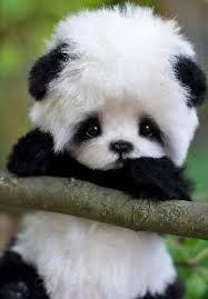 Pin On Cute Animals