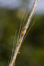 Image result for Trachypogon