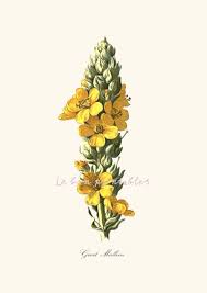 Wild Flowers Yellow White Vintage 4 Printables Png And Jpg Etsy In 2020 Vintage Flower Prints Digital Art Prints Yellow Flowers