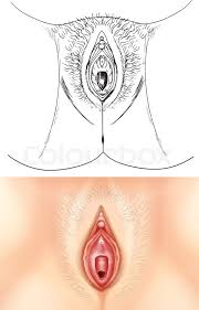 This diagram of the female reproductive system indicates the ovary, . Diagram Showing Female Vagina Stock Vector Colourbox