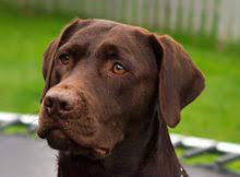 Amazon drive cloud storage from amazon: Labrador Retriever Wikipedia