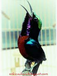 Cara merawat/memelihara burung kolibri tidak beda jauh dengan burung kicauan yang lain, hal terpenting adalah menyediakan makanan dan minuman favorites, lebih dari itu anda harus juga membersihkan sangkarnya agar burung tetap sehat. Cara Mudah Membuat Kolibri Ninja Gacor Dan Ngobra On Kicau Baru