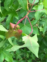 Travel guide resource for your visit to greenbrier. Herbicide Damage To Landscape Plants Home Garden Information Center