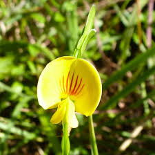 Image result for Zornia capensis