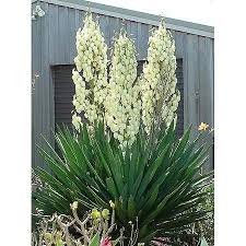 Yucca Filamenteux Decoration Jardin Cailloux Palmier De Jardin Yucca Filamentosa