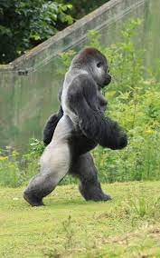 Ambam, the famous walking western lowland gorilla | Animals beautiful,  Gorilla, Animals wild
