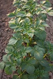 Plante officinale en 7 lettres. Solanum Tuberosum Springerlink