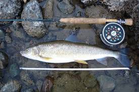Mountain Whitefish Prosopium Williamsoni Whitefish Fish Going Fishing