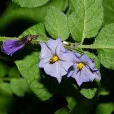 Image result for Solanum