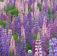 Perennial Lupine Lupinus Perennis 4 Grams 200 Plus Seeds Perennials Beautiful Flowers Flowers Perennials