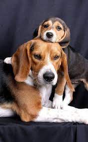 Accessorise your kitchen and present tea or coffee in a stylish mug. Beagle Wallpaper Hd For Android Apk Download