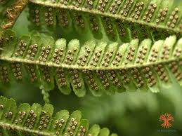 Image result for Ctenitis cirrhosa